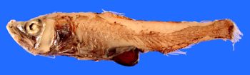 Media type: image; Ichthyology 160508